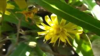 Pilosella piloselloides @ Fiori e piante della montagna bellunese 10.08.2015