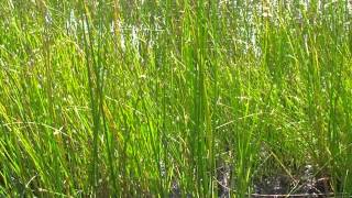 Shoenoplectus lacustris @ Fiori e piante della montagna bellunese 11.08.2015