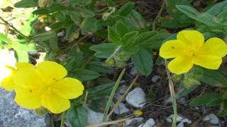 Helianthemum nummularium @ Fiori e piante della montagna bellunese 13.08.2015