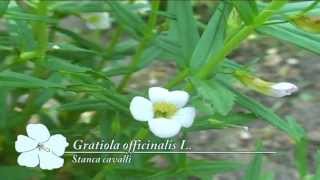 Gratiola officinalis @ Fiori e piante della montagna bellunese 17.08.2015