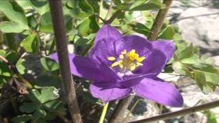 Aquilegia einseleana @ Fiori e piante della montagna bellunese 18.05.2015