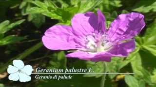 Geranium palustre @ Fiori e piante della montagna bellunese 20.08.2015