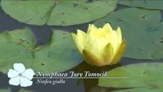 Nymphaea “Joey Tomocik” @ Fiori e piante della montagna bellunese 21.08.2015