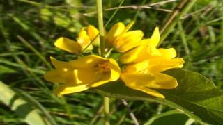 Lysimachia vulgaris @ Fiori e piante della montagna bellunese 22.08.2015