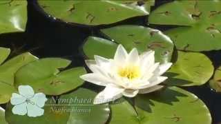 Nymphaea alba @ Fiori e piante della montagna bellunese 24.08.2015