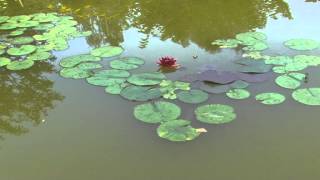 Nymphaea Balck Princess @ Fiori e piante della montagna bellunese 25.08.2015