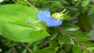 Commelina communis @ Fiori e piante della montagna bellunese 28.08.2015