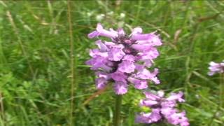 Betonica officinalis @ Fiori e piante della montagna bellunese 29.08.2015