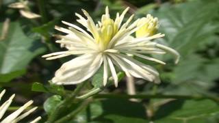 Clematis vitalba @ Fiori e piante della montagna bellunese 31.08.2015