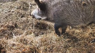 Cinghiale, con Coldiretti agricoltori e cacciatori a confronto