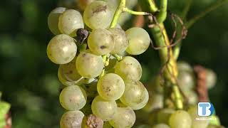 Viticoltura, nel Bellunese “regna” il vino bianco
