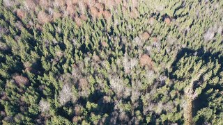 Fondazione “Montagna e Europa”: “Intervenire presto per le foreste bellunesi”