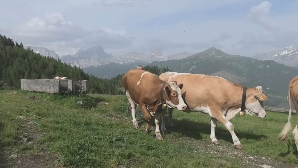 In arrivo la nuova classificazione dei pascoli: si parte da Belluno