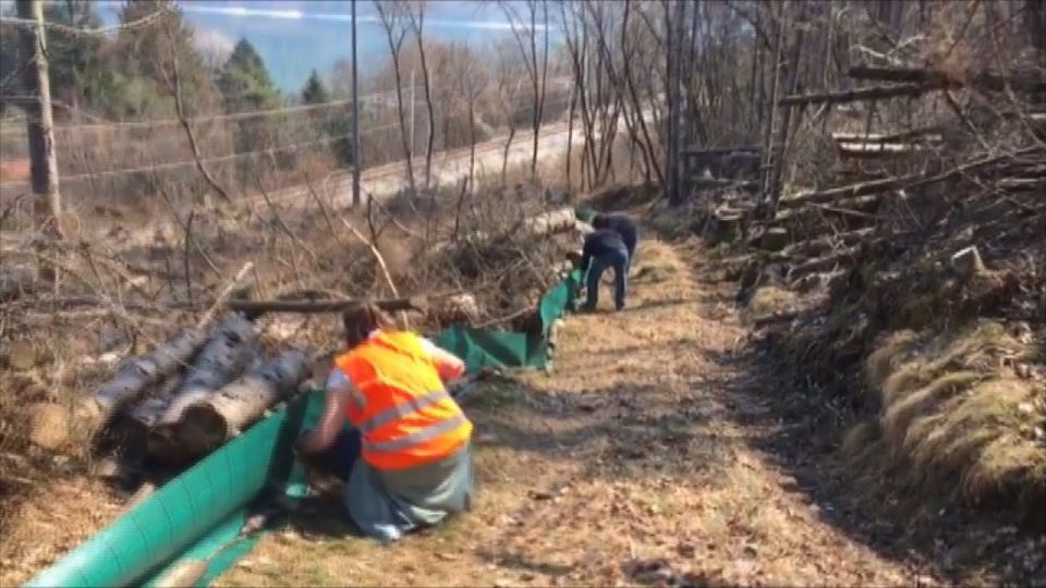 Volontari in azione a Punta Trifina di ponte nelle Alpi per salvare gli anfibi