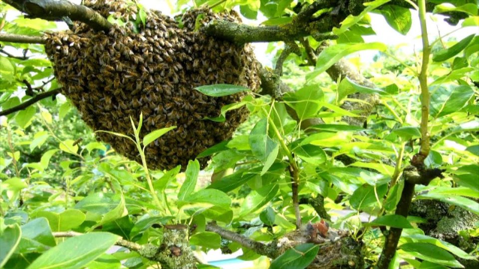 Sciame d’api, gli apicoltori del gruppo Aperina spiegano come comportarsi in caso di incontro