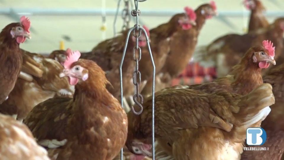 L’uovo dalle Dolomiti al convegno “Veneto Biologico”