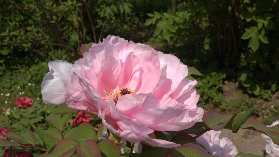 Al Museo di Seravella sboccia la primavera: al via “Il Giardino delle Rose in Festa”