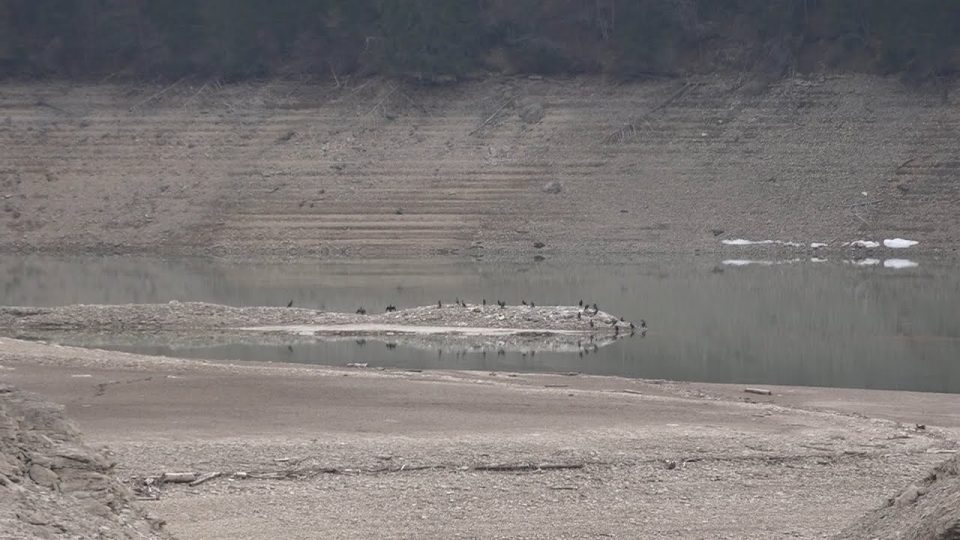 La stagione di pesca minacciata dall’invasione del cormorano, i pescatori rinnovano l’allarme