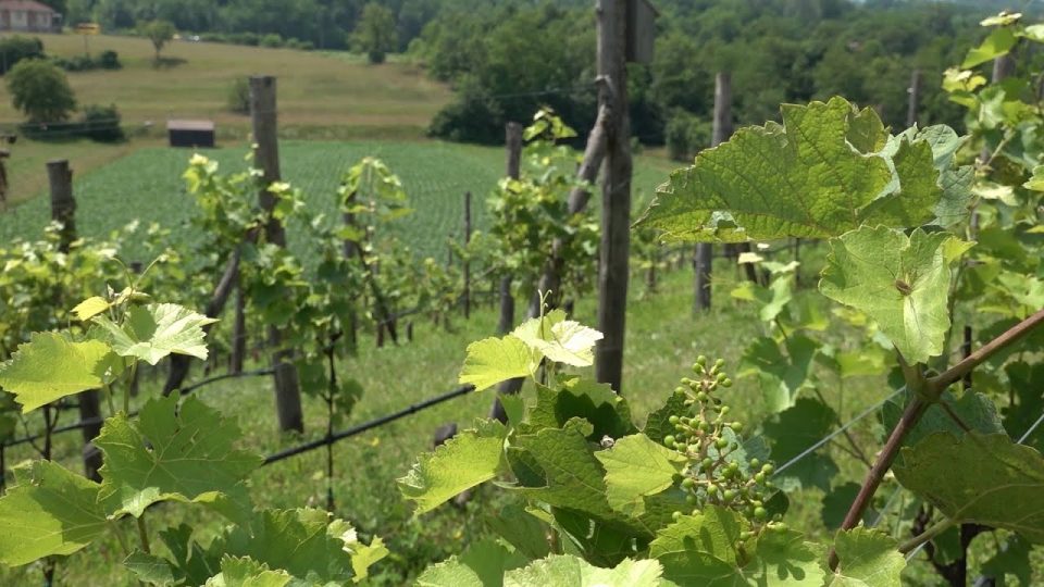 In arrivo “Vignaronda”: alla scoperta dei vigneti in bicicletta