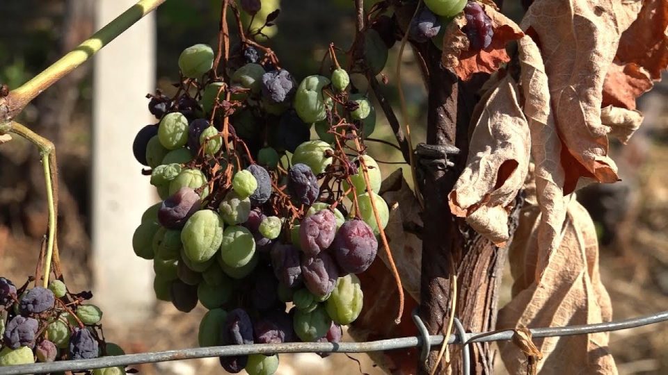 Uva “secca” nel Feltrino, la siccità si fa sentire: «Per salvare le vigne serve meno burocrazia»