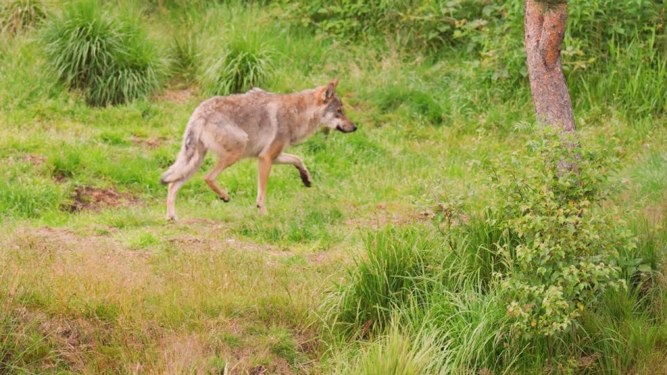 L’Uncem promuove le politiche di gestione del lupo del Parco