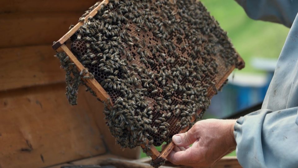 L’apicoltura bellunese fa i conti con il cambiamento climatico e i rincari