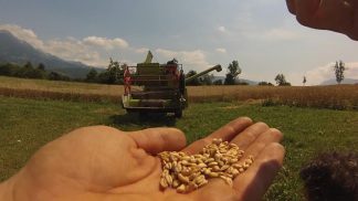 Crowdfunding per il progetto Triticum, dal seme al pane