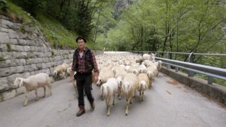 Su Telebelluno il documentario di Confortin “Diga, cronache transumanti”