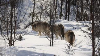 A Falcade, un incontro sul lupo e sulle strategie di coesistenza