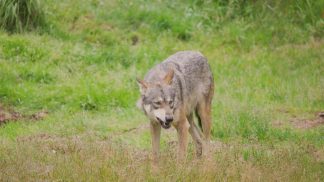 Circa 100 i lupi in provincia, dalla Prefettura le rassicurazioni: “Nessun pericolo grave”