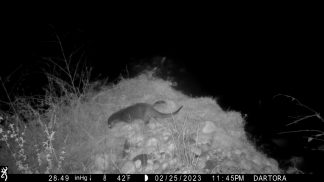 Nuove immagini inedite testimoniano la presenza della lontra in provincia