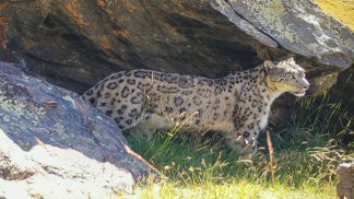 Wildlife, Ong nata da un gruppo di giovani della provincia per salvare le specie a rischio nel mondo