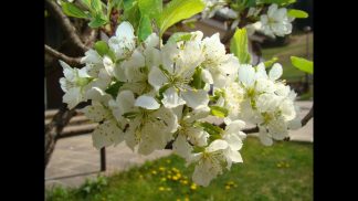 La celebrazione della Pasqua, fonte di nuova speranza e rinascita per l’umanità