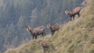 Cambiamenti climatici, monitoraggio dei camosci sul Grappa