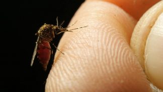 Caso di dengue a Feltre: predisposta la disinfestazione