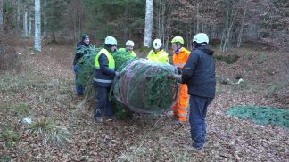 L’albero di Natale del Quirinale viene da Tambre