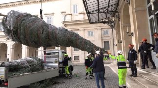 Quattro abeti bianchi bellunesi per il Natale nei palazzi romani