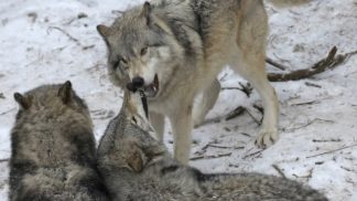 Il bilancio della Polizia provinciale, tra controlli ai cacciatori e sopralluoghi ai danni da lupo