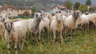 Il progetto “Sheep Up” indirizza gli allevatori di pecore rare verso una maggiore redditività
